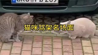 猫咪骂架名场面 哪只更凶