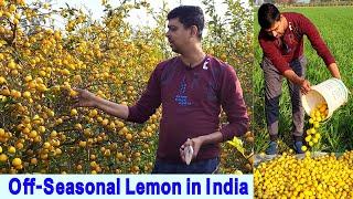 Kumquat Lemon Farming in India || Kumquat Lemon Fruit Plant || भारत में कुम्भकाट नींबू की खेती ||