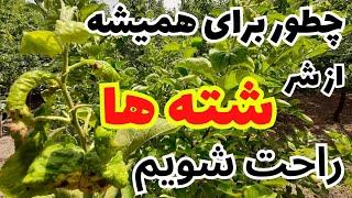 شته کش _ چکار کنیم که برای همیشه از شر شته ها راحت شویم _ بهترین روش مبارزه با شته ها