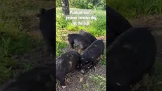 Paddock-shift/pasture-rotation day for the Idaho Pasture Pigs.