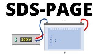 SDS-PAGE explained - Protein Separation Technique