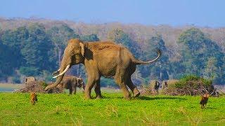 DHOLE ELEPHANT INTERACTION - INDIA