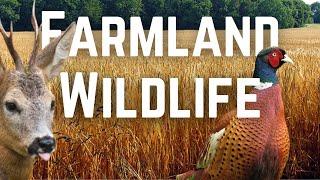 What Wildlife lives in UK Farmland?