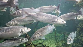 amazing bass fishing on a sandy north wales beach it doesn't get any better sea fishing UK