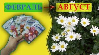 Посейте так РОМАШКУ садовую и она зацветет в этот же год. Как вырастить НИВЯНИК семенами.