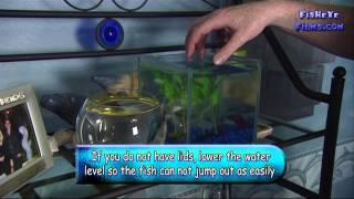 Keeping Siamese Fighting Fish - Bettas