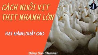 Cách Nuôi Vịt Thịt Nhanh Lớn Đạt Năng Suất Cao|Đăng Sơn Channel