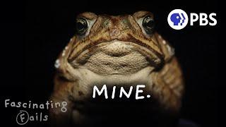 Invasion of the Toxic Toads: Nature's Most Successful Failure