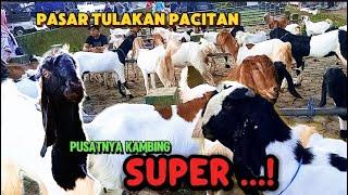 Pusatnya kambing bibitan superUpdate perdana harga kambing dipasar Tulakan Pacitan hari ini