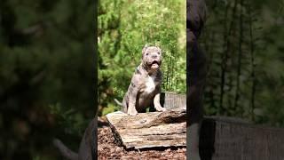 Девочка Васаби голубой триколор мерль (продажа) #американскийбулли #grandkennel #питомниксобак