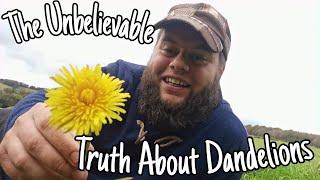 The Unbelievable Truth About Dandelions!