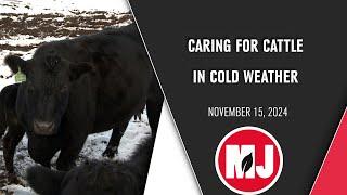 Caring for cattle in cold weather | November 15, 2024