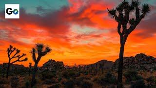 Joshua Tree National Park