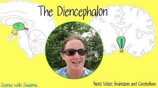 The Diencephalon