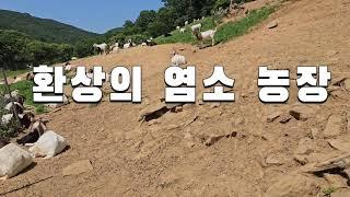 [염소농장소개] 호주나 뉴질랜드 같은 환상의 고령군 염소농장