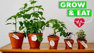 Top 5 Plants You Can Grow & Eat to Help With High Blood Pressure