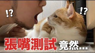 【黃阿瑪的後宮生活】張嘴測試貓反應！驚呆了！