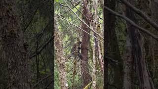 Look for Porcupines hiking in Alaska! #juneau #alaska #porcupine #wildlife #travel #nature #forest