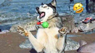 FUNNIEST Husky Compilation | Normal Dogs vs Huskies | Husky Such a Drama Queen | FUNNIEST Dogs Ever