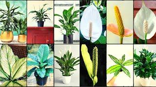 PEACE LILY VARIETIES - Plants Weekly