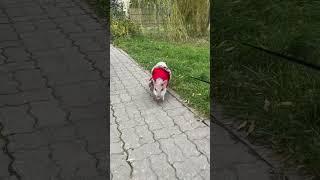 Красота во всём. #minipig #minipigs #pig #pigs #animal #animals #wildanimals #pets #pet #mypig #хрюш