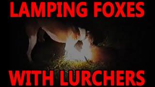 Lamping Foxes With Lurchers | Working Lurchers