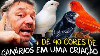 A ARTE DE CRIAR CANÁRIOS: BELEZA E DIVERSIDADE EM PLUMAS!