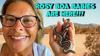 Baby Rosy Boas Have Arrived!!!