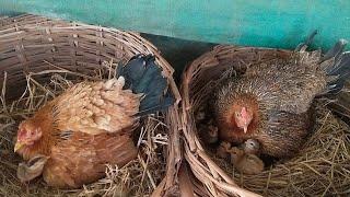 desi murgi ke pyare se bache |  beautiful chicks