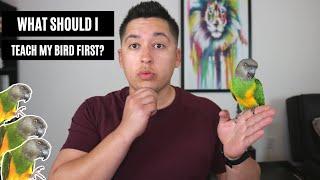 What to teach your new parrot first? | Bringing home a new bird