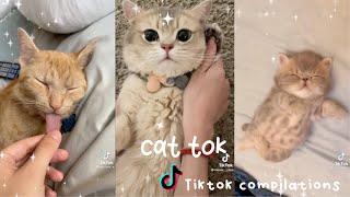 Cat tok TikTok Compilation - fluffy puffy tok ️ -