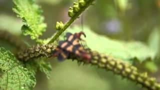 Scorpionflies