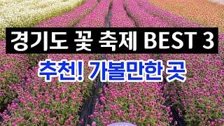 가을여행 추천!  경기도 꽃 축제 BEST 3ㅣ가을 꽃 축제, 가을 여행지 추천ㅣ당일치기 여행 가볼만한곳 소개ㅣ한탄강 생태경관단지, 임진강 댑싸리공원, 천만송이 천일홍 축제