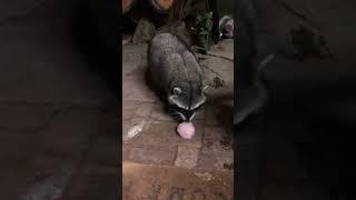 watching my cute buddy play with his fuzzy balls #raccoon #cute #wildlife #animals #ball #podcast