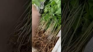 백두산 잎장삼 대/중/소 사이즈  #잎장삼#임하삼#중국희귀약초
