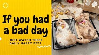 If you had a bad day, just watch these daily happy pets | Day 19