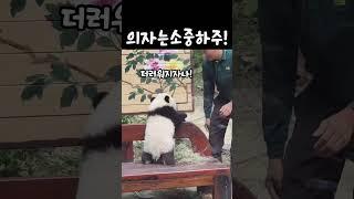 의자를 소중하게 여기는 아기판다 메이주 #다판다 #동물 #panda