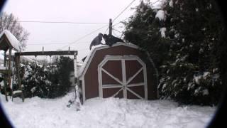 Pushing A Ginger Off A Shed!!!!!!!!