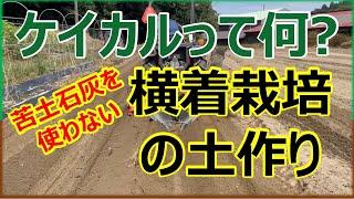 【横着栽培】苦土石灰を使わない土作り ケイカルを使って耕運回数を減らす!!