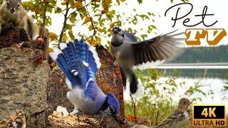 Entertain Your Cat or Dog with Pet TV | Squirrels and Birds Along the Lake on a Fall Morning