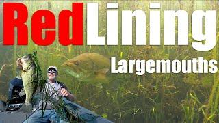 RedLining Largemouth On Weedlines