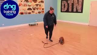 Dog Training Now Video