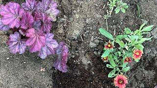 Planting Up Sale Perennials and Creating a Wild Colour Combo!