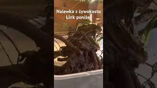 Nalewka z żywokostu