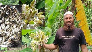 BEST SHAPLA CURRY(Water Lily) | Rural People Food | শাপলার সেরা তরকারি