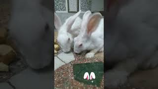 Khargosh with his khargoshni|| ||  #rabbit #rabbits #youtubeshorts #youtube #shorts