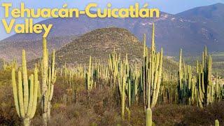 Discovering Tehuacán-Cuicatlán Valley: Mesoamerica's Hidden Gem