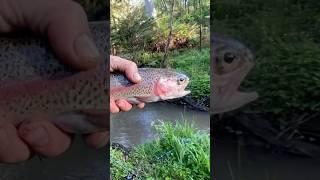 RAINBOW TROUT - Dandenong Ranges    #troutfishing #rainbowtrout #trout #fishingaustralia