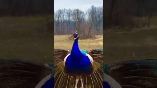 Most Beautiful Peacock  Bird Sound | Mor ki awaz#shorts #peacock #birds #nature