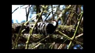 Dendrocopos major | Great Spotted Woodpecker | Göknar ağaçkakanı